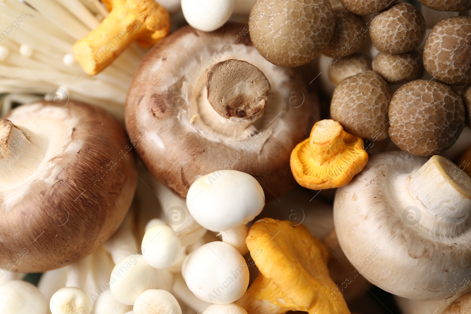 Photo of Different raw mushrooms as background, top view