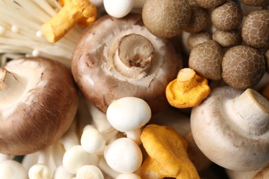 Photo of Different raw mushrooms as background, top view