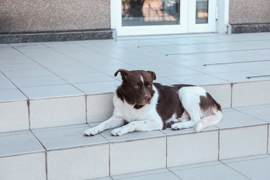 Photo of Cute stray dog on stairs outdoors. Homeless pet
