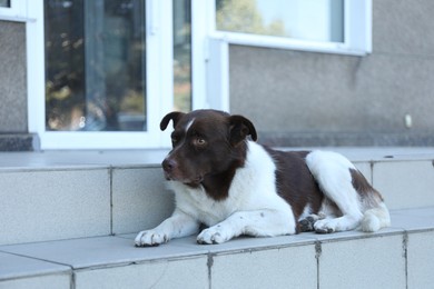 Photo of Cute stray dog on stairs outdoors. Homeless pet
