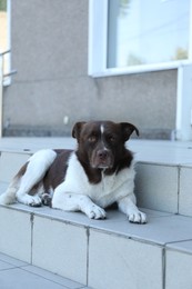 Photo of Cute stray dog on stairs outdoors. Homeless pet