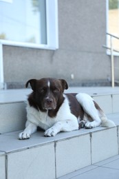 Photo of Cute stray dog on stairs outdoors. Homeless pet