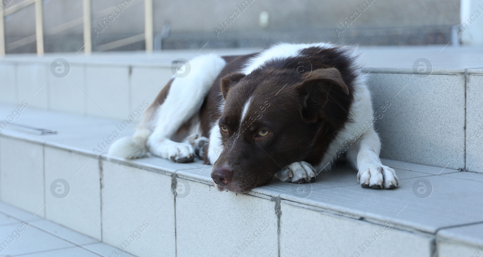 Photo of Cute stray dog on stairs outdoors. Homeless pet
