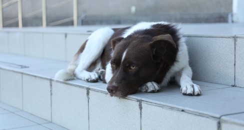 Photo of Cute stray dog on stairs outdoors. Homeless pet