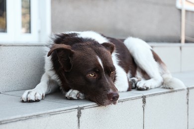 Photo of Cute stray dog on stairs outdoors. Homeless pet