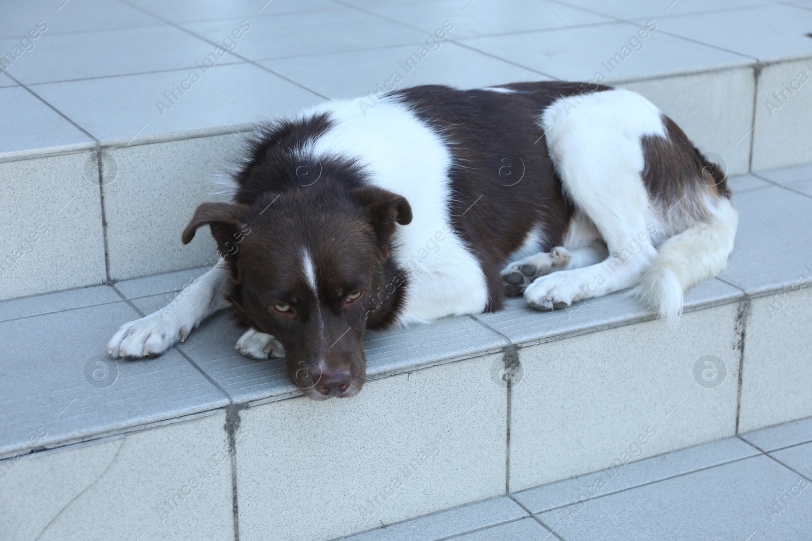 Photo of Cute stray dog on stairs outdoors. Homeless pet