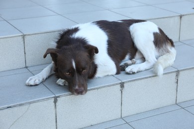 Photo of Cute stray dog on stairs outdoors. Homeless pet