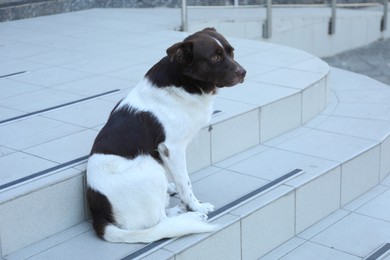 Photo of Cute stray dog on stairs outdoors. Homeless pet