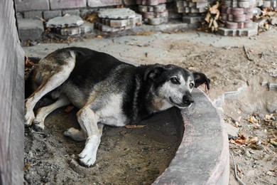 Photo of Cute stray dog on city street. Homeless pet