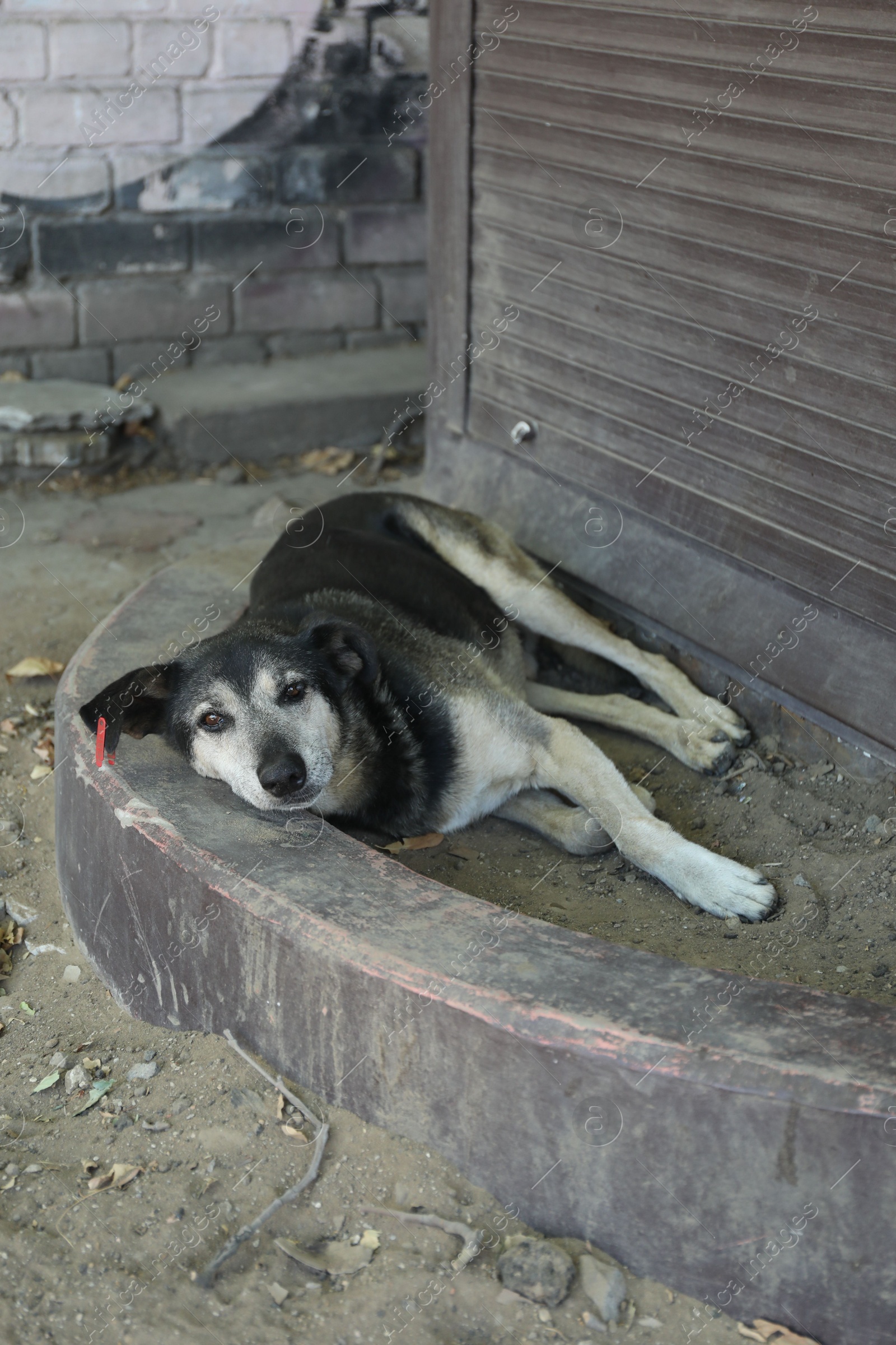 Photo of Cute stray dog on city street. Homeless pet