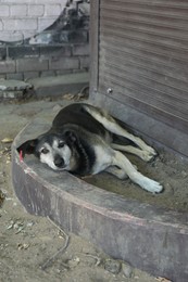 Photo of Cute stray dog on city street. Homeless pet