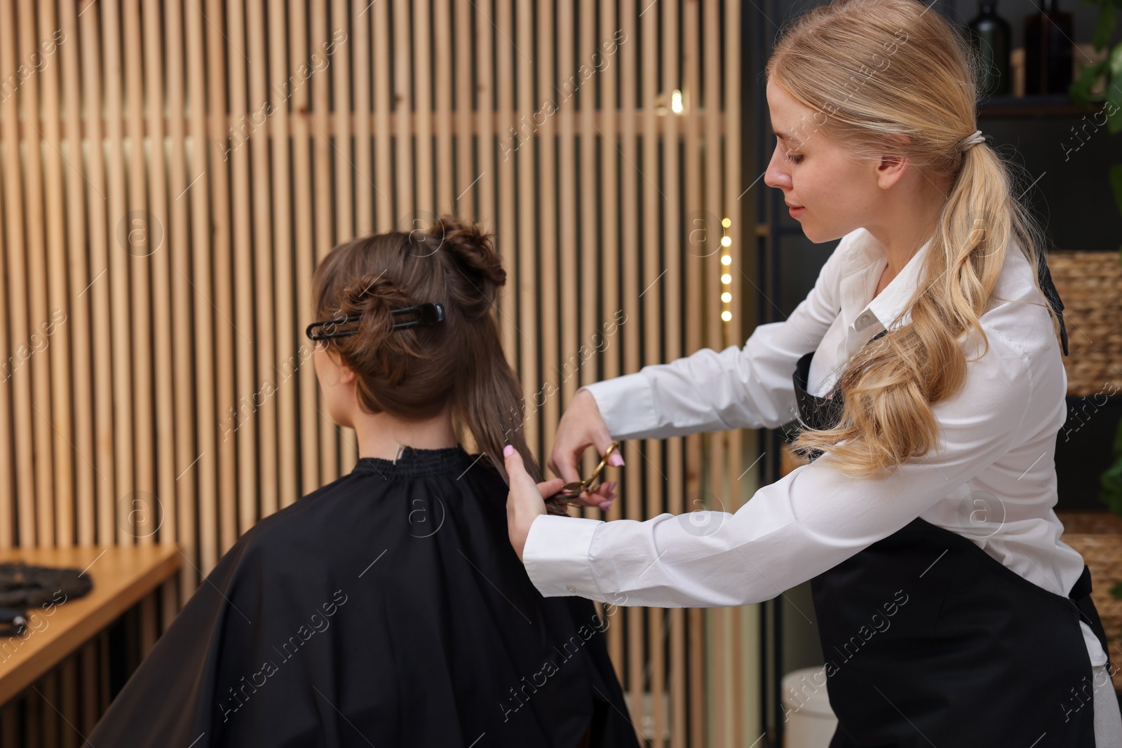 Hairstylist cutting client's hair with scissors in salon Photo of Hairstylist cutting client's hair with scissors in salon