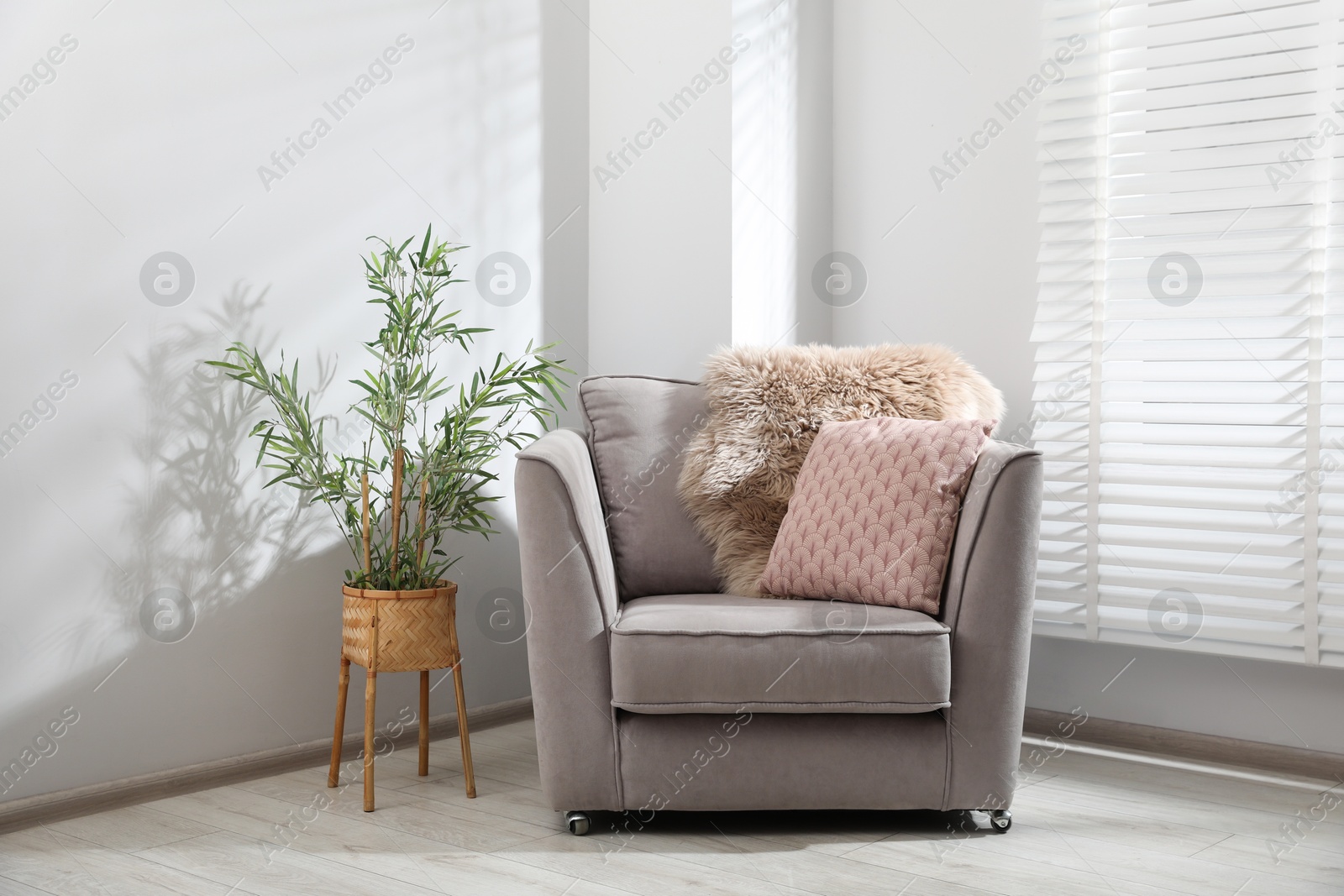Comfortable armchair and houseplant in light room Photo of Comfortable armchair and houseplant in light room