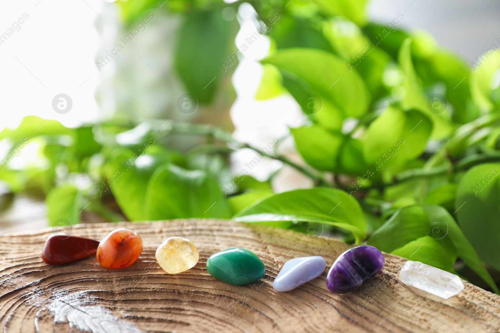 Photo of Aura. Different natural mineral stones on stump and green leaves indoors, closeup
