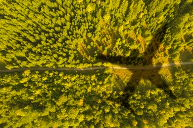 Image of Flying airplane casting shadow on forest, top view