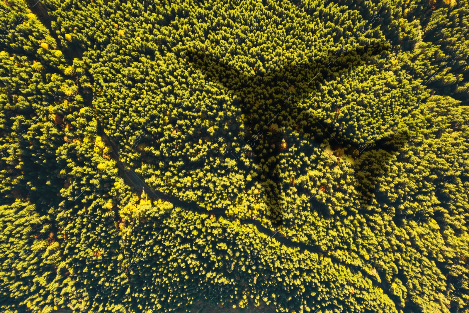 Flying airplane casting shadow on forest, top view Image of Flying airplane casting shadow on forest, top view