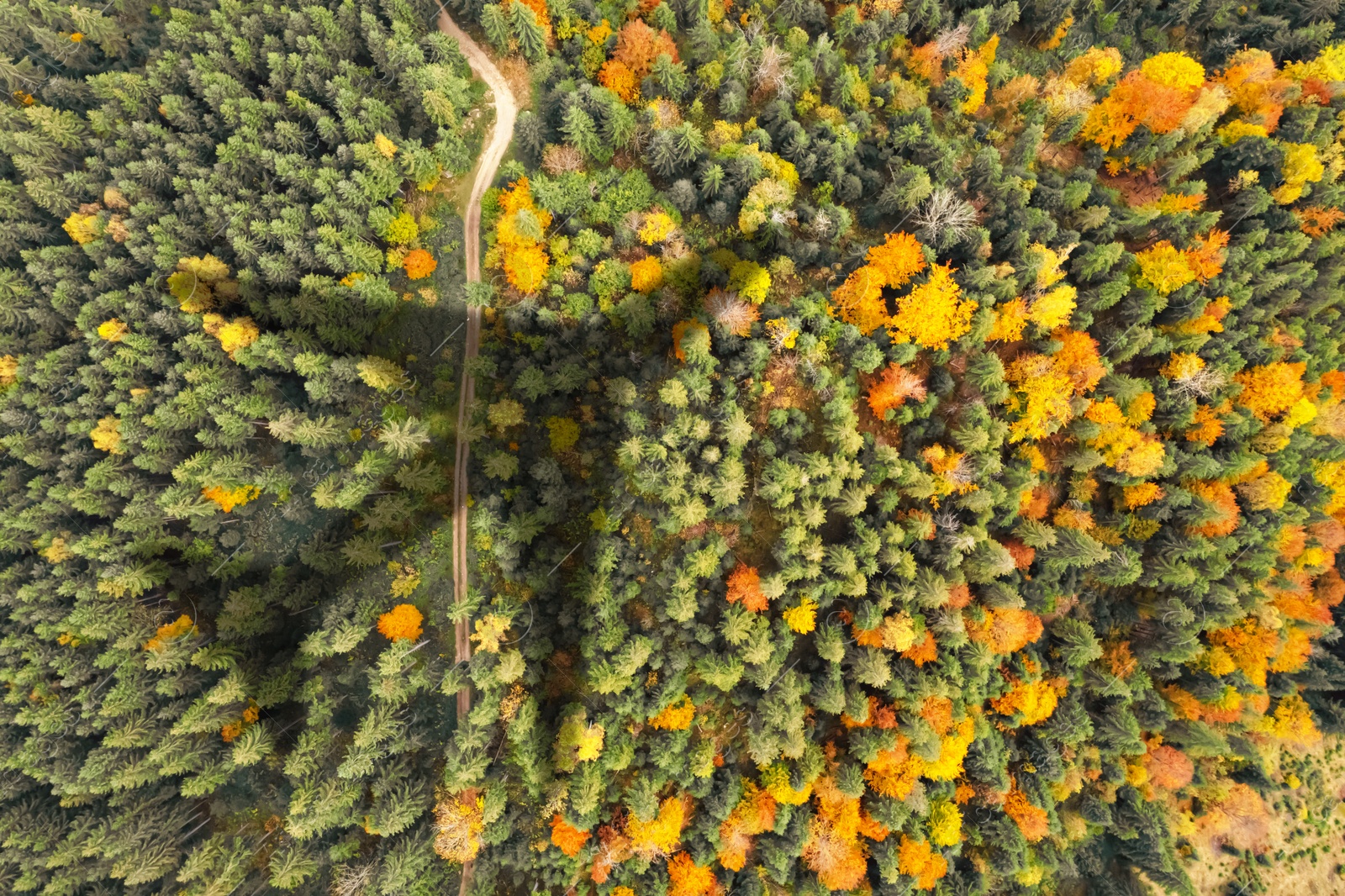 Airplane flying above forest and casting shadow on road and trees, top view Image of Airplane flying above forest and casting shadow on road and trees, top view