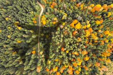 Image of Airplane flying above forest and casting shadow on road and trees, top view