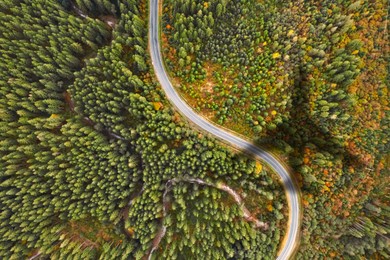 Image of Airplane flying above forest and casting shadow on road and trees, top view