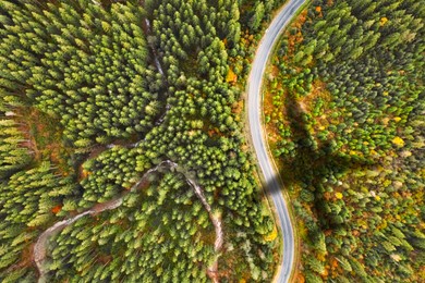 Image of Airplane flying above forest and casting shadow on road and trees, top view