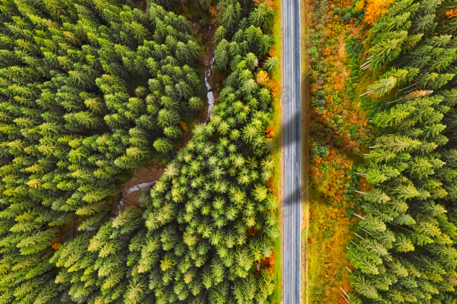 Airplane flying above forest and casting shadow on road and trees, top view Image of Airplane flying above forest and casting shadow on road and trees, top view