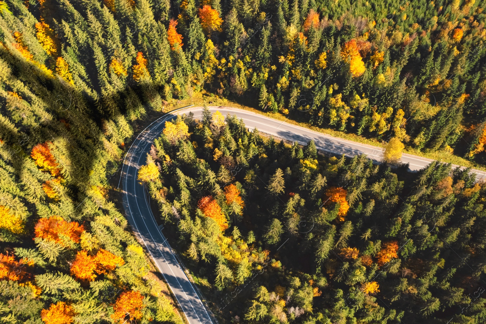 Airplane flying above forest and casting shadow on road and trees, above view Image of Airplane flying above forest and casting shadow on road and trees, above view
