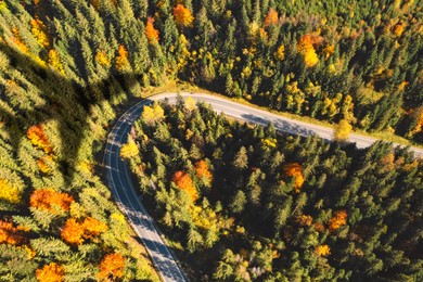 Image of Airplane flying above forest and casting shadow on road and trees, above view
