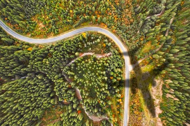 Image of Airplane flying above forest and casting shadow on road and trees, top view