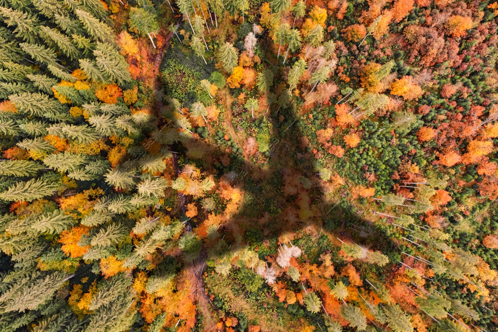 Flying airplane casting shadow on forest, top view Image of Flying airplane casting shadow on forest, top view