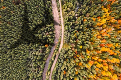 Image of Airplane flying above forest and casting shadow on river and trees, top view