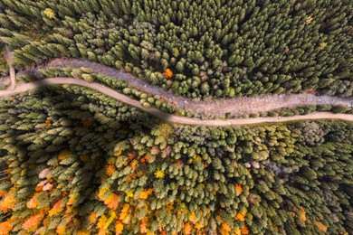 Image of Airplane flying above forest and casting shadow on river and trees, top view