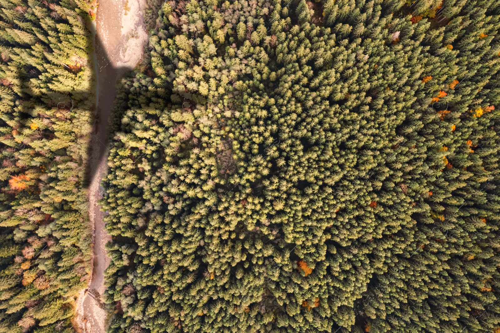 Airplane flying above forest and casting shadow on river and trees, top view Image of Airplane flying above forest and casting shadow on river and trees, top view