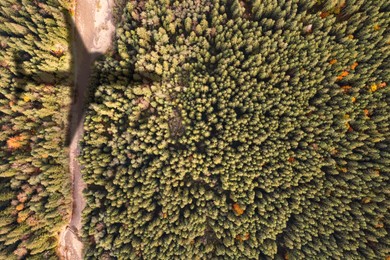 Image of Airplane flying above forest and casting shadow on river and trees, top view