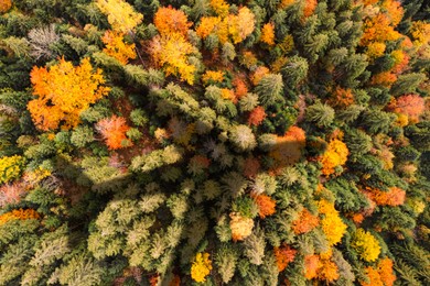Image of Flying airplane casting shadow on forest, top view