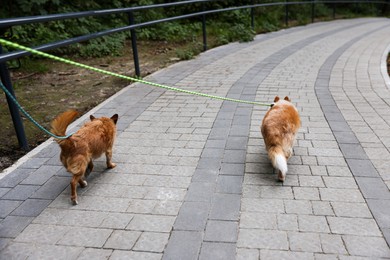 Photo of Walking with pet. Two cute dogs with leashes outdoors, back view