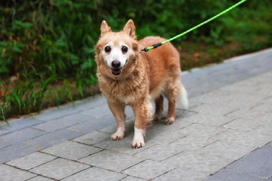 Photo of Walking with pet. Cute dog with leash outdoors
