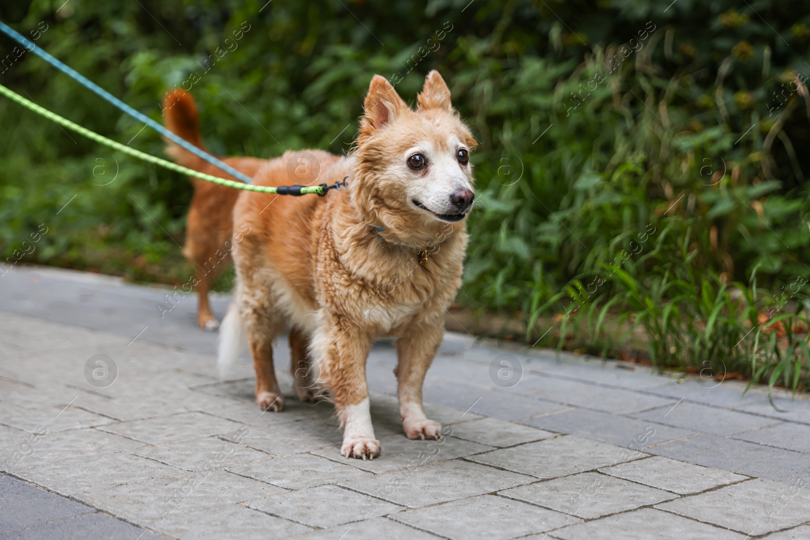 Photo of Walking with pet. Two cute dogs with leashes outdoors, space for text
