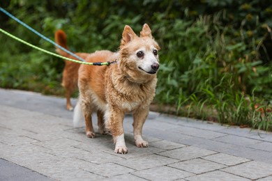 Photo of Walking with pet. Two cute dogs with leashes outdoors, space for text