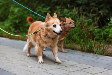 Photo of Walking with pet. Two cute dogs with leashes outdoors, selective focus