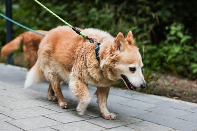 Photo of Walking with pet. Two cute dogs with leashes outdoors