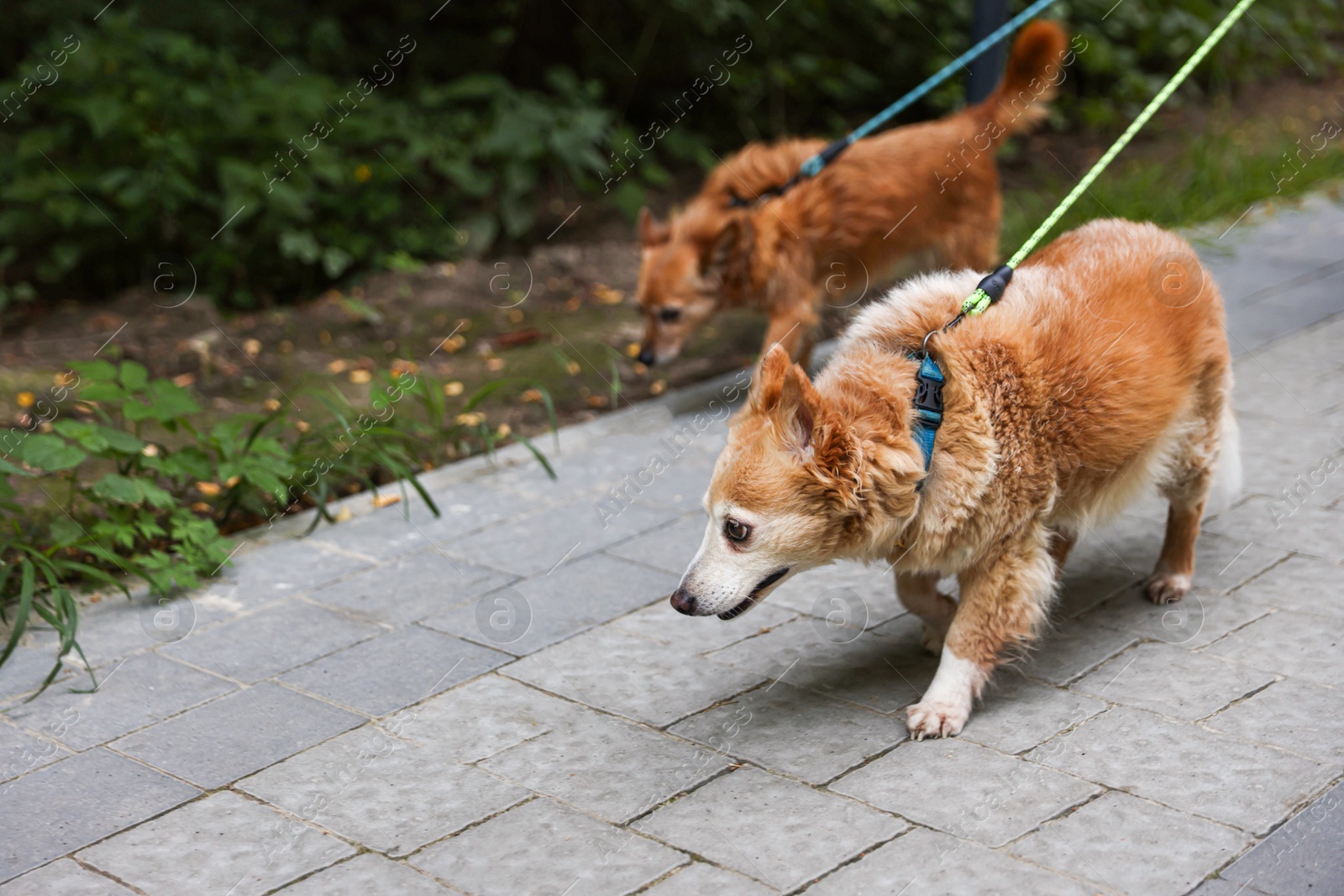 Photo of Walking with pet. Two cute dogs with leashes outdoors, selective focus. Space for text