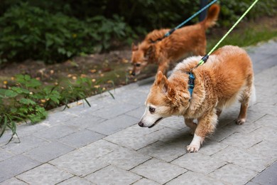 Photo of Walking with pet. Two cute dogs with leashes outdoors, selective focus. Space for text