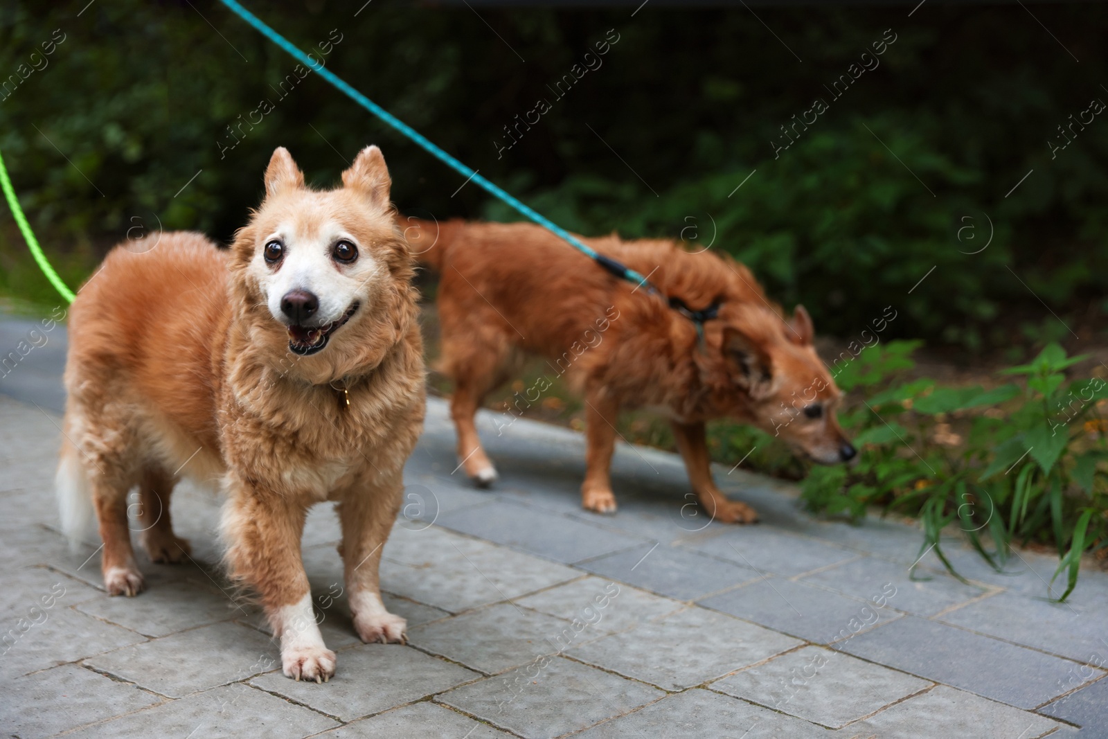 Photo of Walking with pet. Two cute dogs with leashes outdoors, selective focus