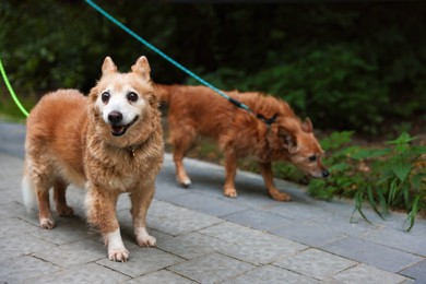 Photo of Walking with pet. Two cute dogs with leashes outdoors, selective focus