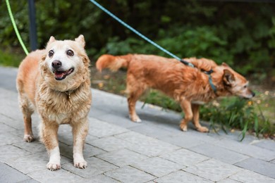 Photo of Walking with pet. Two cute dogs with leashes outdoors, selective focus