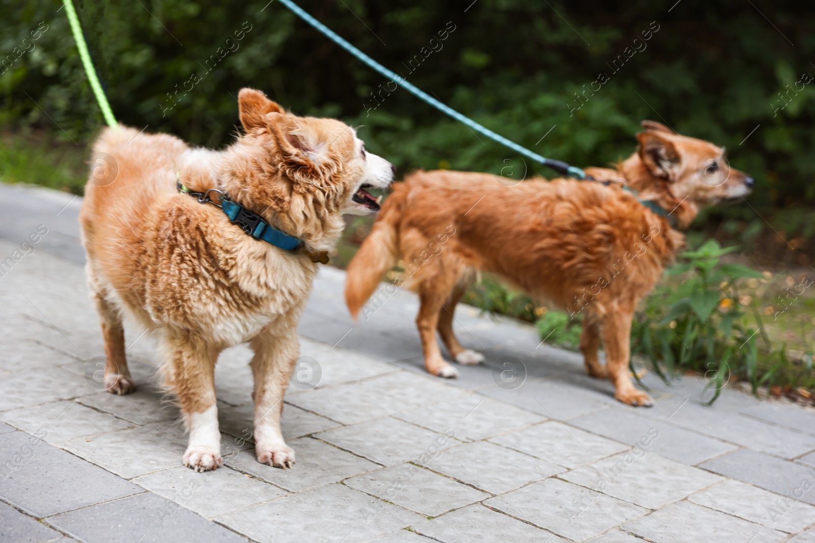 Photo of Walking with pet. Two cute dogs with leashes outdoors, selective focus