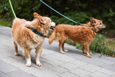 Photo of Walking with pet. Two cute dogs with leashes outdoors, selective focus