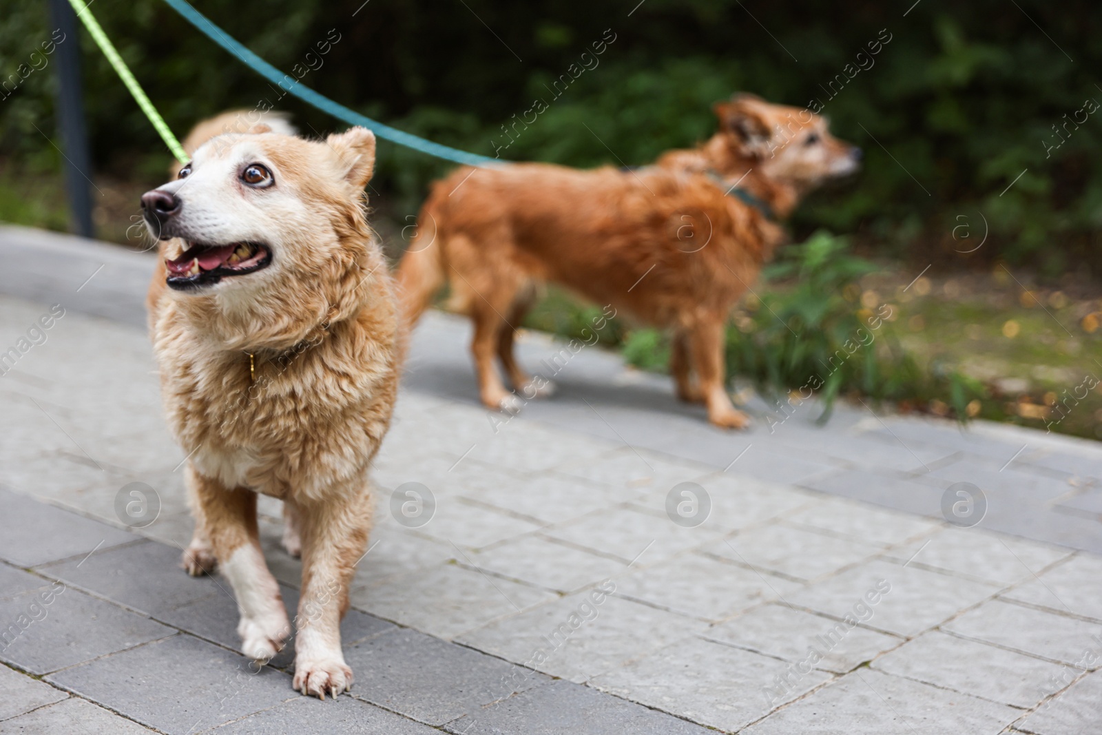 Photo of Walking with pet. Two cute dogs with leashes outdoors, selective focus