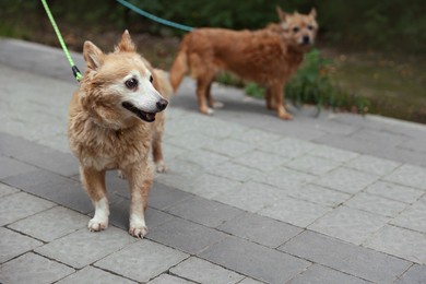 Photo of Walking with pet. Two cute dogs with leashes outdoors, selective focus. Space for text