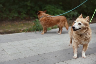 Photo of Walking with pet. Two cute dogs with leashes outdoors, selective focus. Space for text